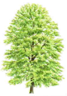 Stamm der Linde
